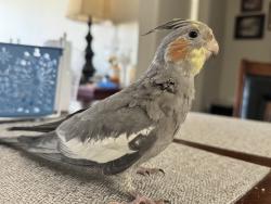 Lost Male Bird last seen Jamboree Rd and Main St , Irvine, CA 92614