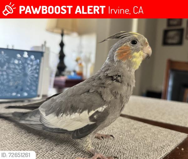 Lost Male Bird last seen Jamboree Rd and Main St , Irvine, CA 92614