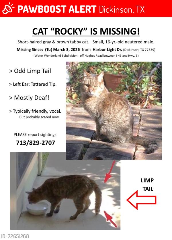 Lost Male Cat last seen Harbor Light Dr near Anchor Way, Dickinson, TX 77539
