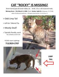 Lost Male Cat last seen Harbor Light Dr near Anchor Way, Dickinson, TX 77539