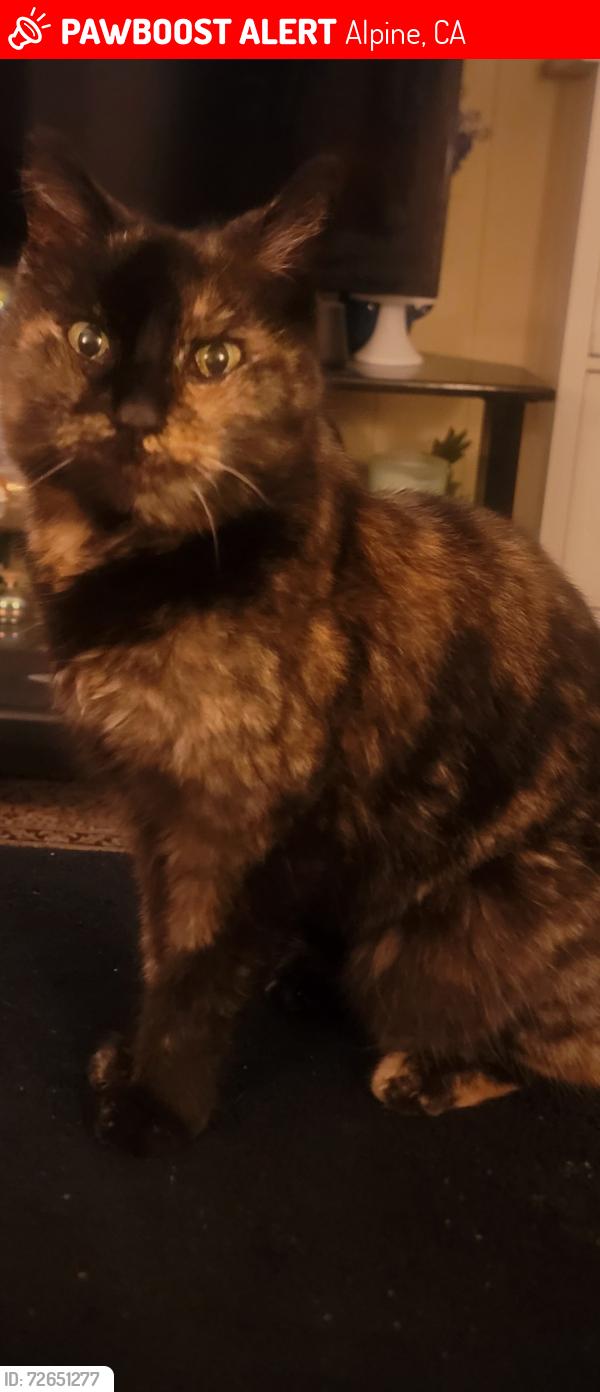Lost Female Cat last seen Wheeler Street, Alpine, CA 91901