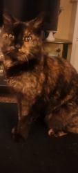 Lost Female Cat last seen Wheeler Street, Alpine, CA 91901