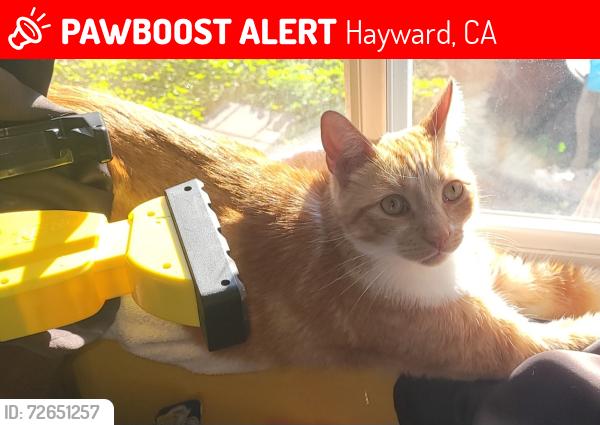Lost Male Cat last seen Paradise boulevard hayward ca , Hayward, CA 94541