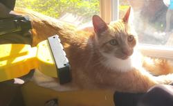 Lost Male Cat last seen Paradise boulevard hayward ca , Hayward, CA 94541