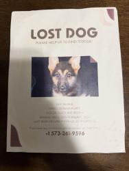 Lost Female Dog last seen Near N Spruce Ave Wichita, KS  67214, Wichita, KS 67214