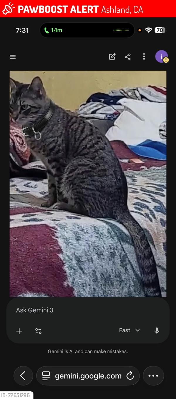 Lost Male Cat last seen Lark, Ashland, CA 94578
