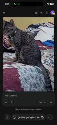 Lost Male Cat last seen Lark, Ashland, CA 94578