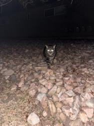 Found/Stray Unknown Cat last seen Near Euclid Ave, Boulder, CO 80303