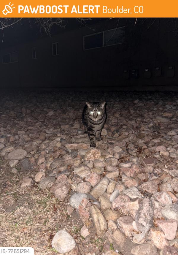Found/Stray Unknown Cat last seen Near Euclid Ave, Boulder, CO 80303