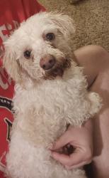 Found/Stray Female Dog last seen Found by main road , Thornton, CO 80233