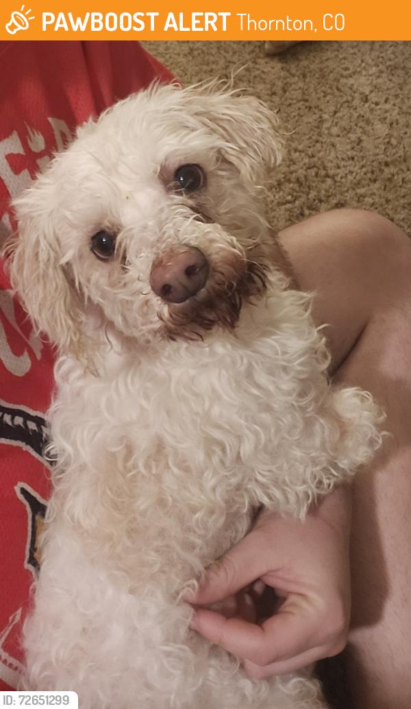 Found/Stray Female Dog last seen Found by main road , Thornton, CO 80233