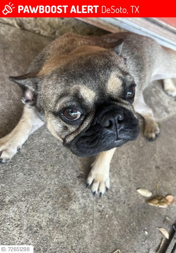 Lost Female Dog last seen Twin creek, DeSoto, TX 75115