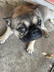 Lost Female Dog last seen Twin creek, DeSoto, TX 75115