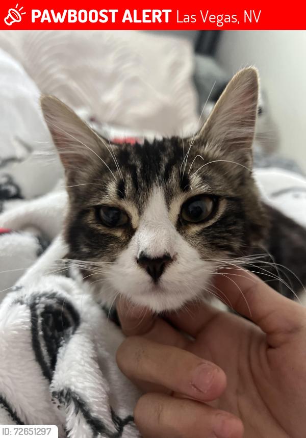 Lost Female Cat last seen Alta and Decatur , Las Vegas, NV 89107