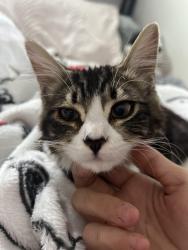 Lost Female Cat last seen Alta and Decatur , Las Vegas, NV 89107