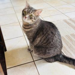Lost Male Cat last seen Near Pensacola Pl Gainesville VA 20155, Gainesville, VA 20155
