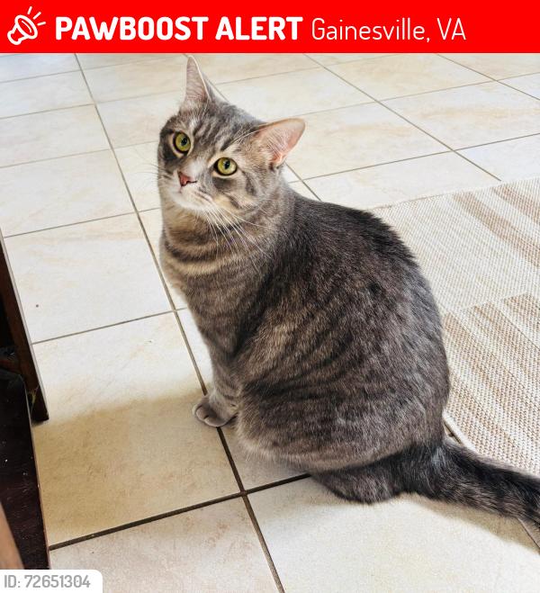 Lost Male Cat last seen Near Pensacola Pl Gainesville VA 20155, Gainesville, VA 20155