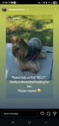 Lost Female Dog last seen Near metro ave , Chula Vista, CA 91915