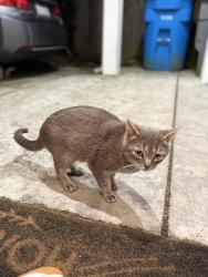 Found/Stray Male Cat last seen Heathcliff and Glasgow Dr Pacifica, Ca, Pacifica, CA 94044