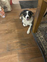 Lost Female Dog last seen Cumberland gap, Charrette Township, MO 63357