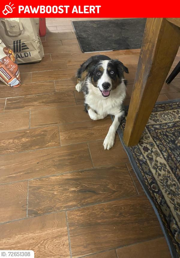 Lost Female Dog last seen Cumberland gap, Charrette Township, MO 63357