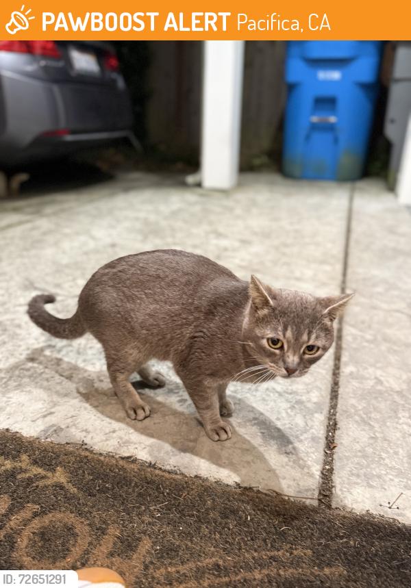 Found/Stray Male Cat last seen Heathcliff and Glasgow Dr Pacifica, Ca, Pacifica, CA 94044
