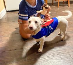 Lost Male Dog last seen Near Bradley st 76103 Fort Worth tx, Fort Worth, TX 76103