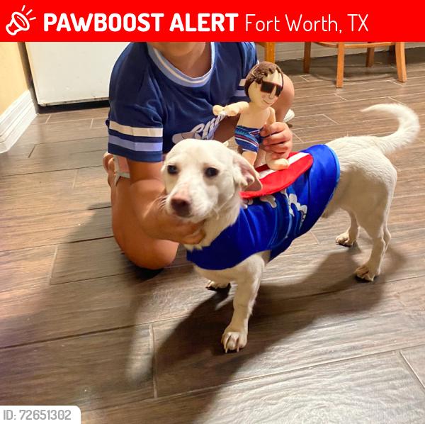 Lost Male Dog last seen Near Bradley st 76103 Fort Worth tx, Fort Worth, TX 76103