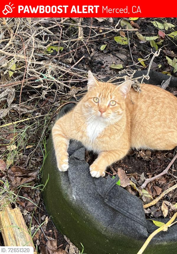 Lost Male Cat last seen Tupelo & Franklin , Merced, CA 95348