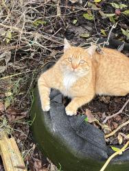 Lost Male Cat last seen Tupelo & Franklin , Merced, CA 95348