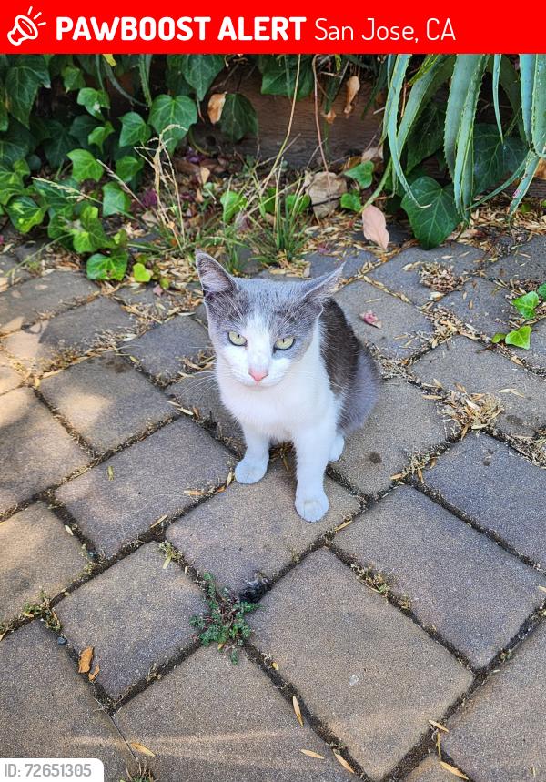 Lost Female Cat last seen Clayton rd 95127, San Jose, CA 95127