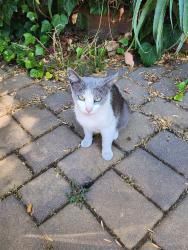 Lost Female Cat last seen Clayton rd 95127, San Jose, CA 95127