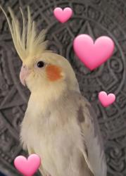 Lost Unknown Bird last seen Near and Spinning , Gardena, CA 90249