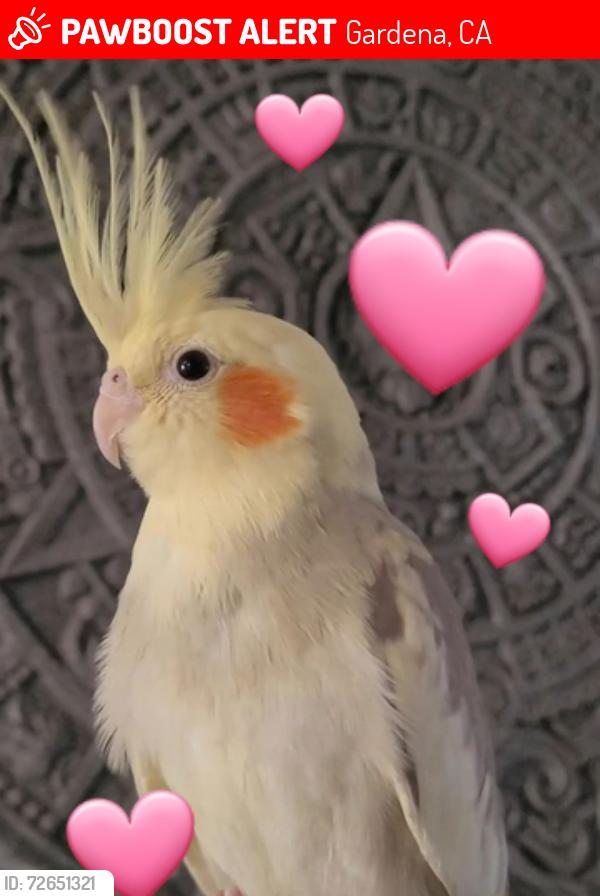 Lost Unknown Bird last seen Near and Spinning , Gardena, CA 90249