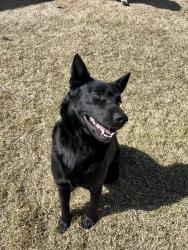Found/Stray Male Dog last seen Highway 51, Weatherford, TX 76085