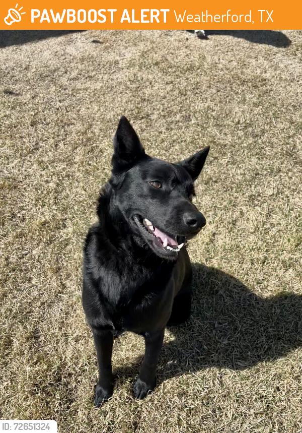 Found/Stray Male Dog last seen Highway 51, Weatherford, TX 76085
