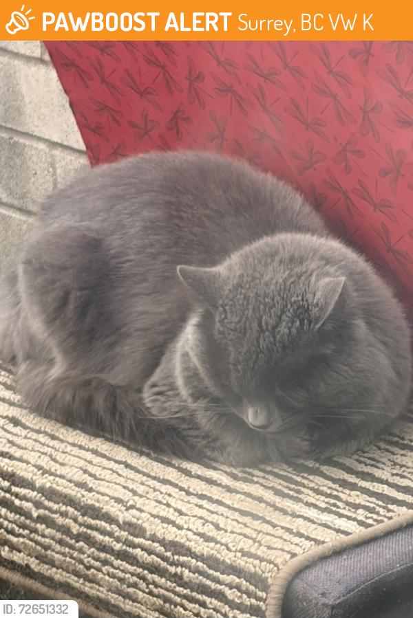 Found/Stray Male Cat last seen 137th Street and 74th Ave, Surrey, BC V3W 1K3
