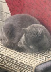 Found/Stray Male Cat last seen 137th Street and 74th Ave, Surrey, BC V3W 1K3