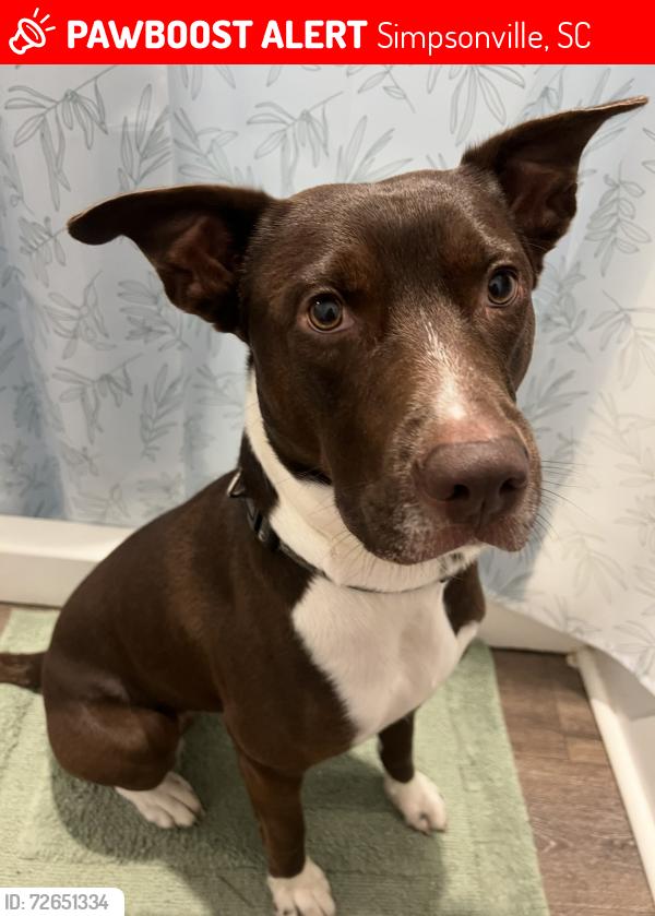 Lost Male Dog last seen Near Winterpark Dr Simpsonville, SC  29680 United States, Simpsonville, SC 29680