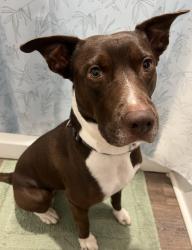 Lost Male Dog last seen Near Winterpark Dr Simpsonville, SC  29680 United States, Simpsonville, SC 29680