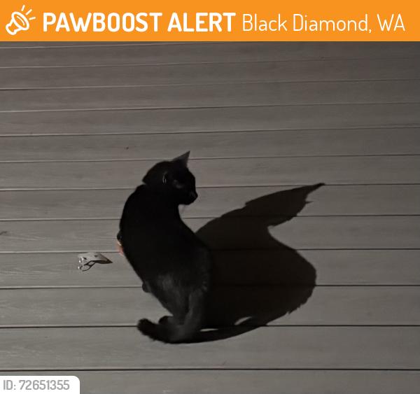 Found/Stray Unknown Cat last seen SE 290th Ct, Black Diamond, WA, USA, Black Diamond, WA 98010