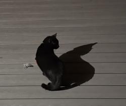 Found/Stray Unknown Cat last seen SE 290th Ct, Black Diamond, WA, USA, Black Diamond, WA 98010