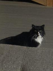 Found/Stray Unknown Cat last seen SE 290th Ct, Black Diamond, WA, USA, Black Diamond, WA 98010
