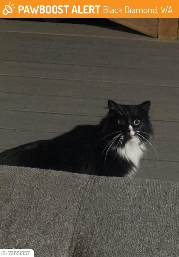 Found/Stray Unknown Cat last seen SE 290th Ct, Black Diamond, WA, USA, Black Diamond, WA 98010