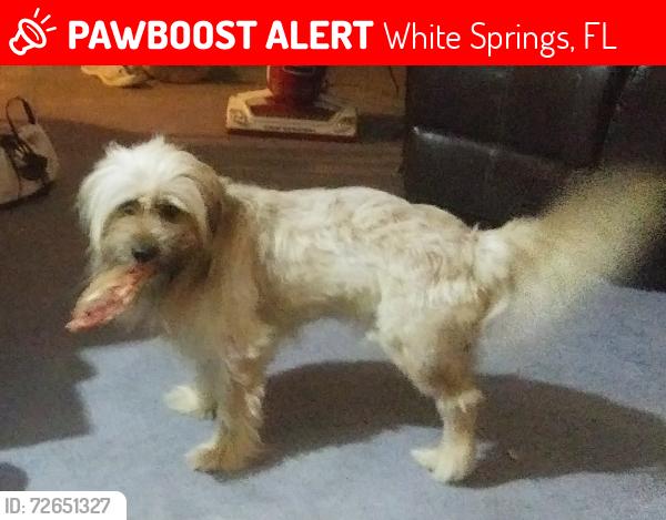 Lost Male Dog last seen Near Lillian Saun, White Springs, FL 32096
