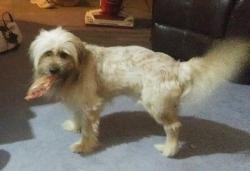 Lost Male Dog last seen Near Lillian Saun, White Springs, FL 32096