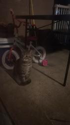 Found/Stray Unknown Cat last seen Near Beauregard st, Alexandria, VA 22312