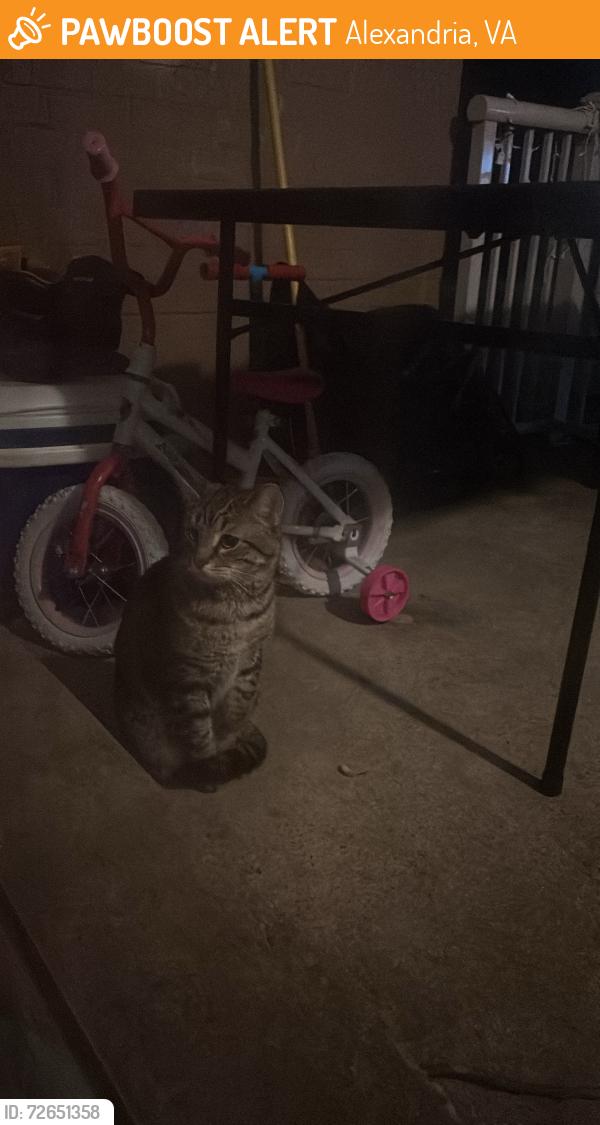 Found/Stray Unknown Cat last seen Near Beauregard st, Alexandria, VA 22312