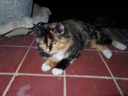 Found/Stray Female Cat last seen Stone Mountain , Stone Mountain, GA 30083