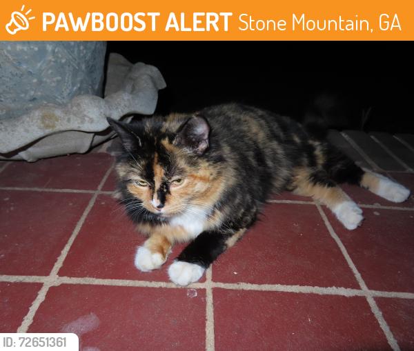 Found/Stray Female Cat last seen Stone Mountain , Stone Mountain, GA 30083